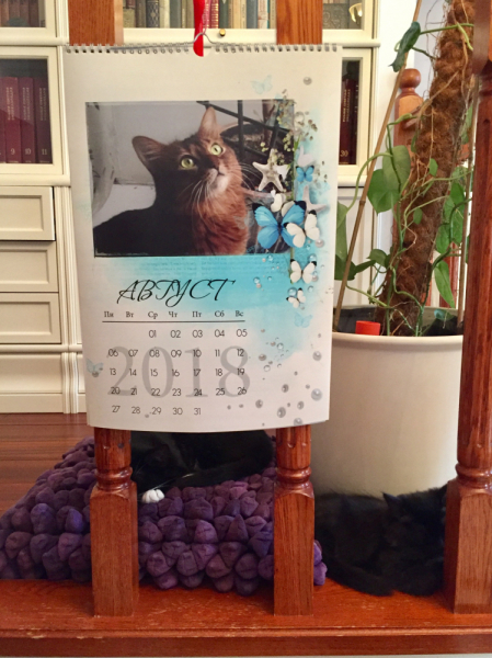 Кошки в нашей жизни. Кошки и все, что с ними связано.