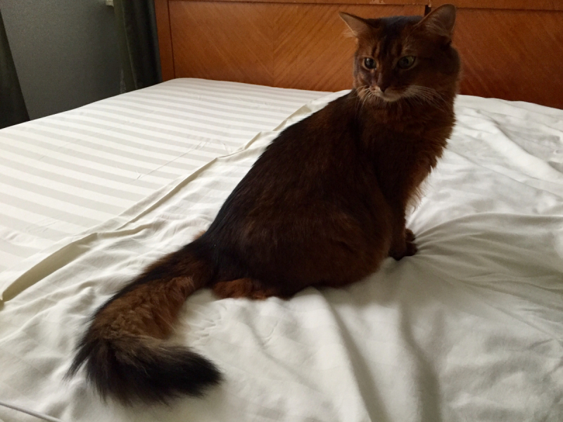 Кошки в нашей жизни. Кошки и все, что с ними связано.