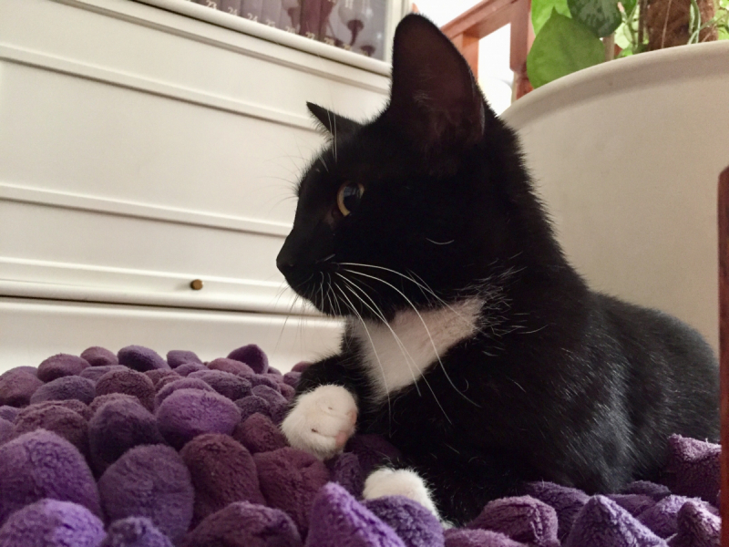 Кошки в нашей жизни. Кошки и все, что с ними связано.