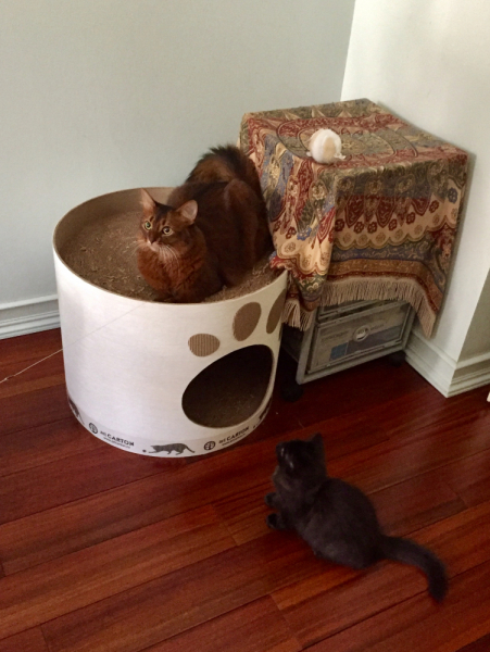 Кошки в нашей жизни. Кошки и все, что с ними связано.