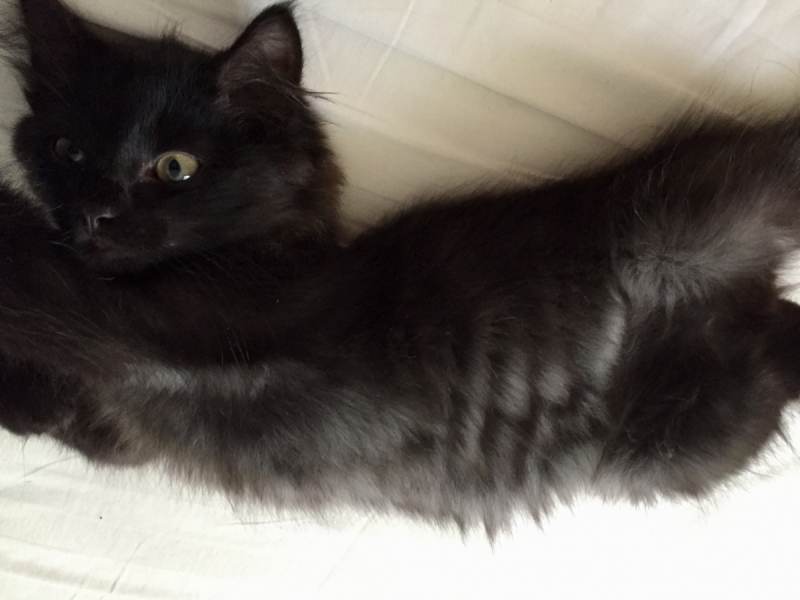 Кошки в нашей жизни. Кошки и все, что с ними связано.