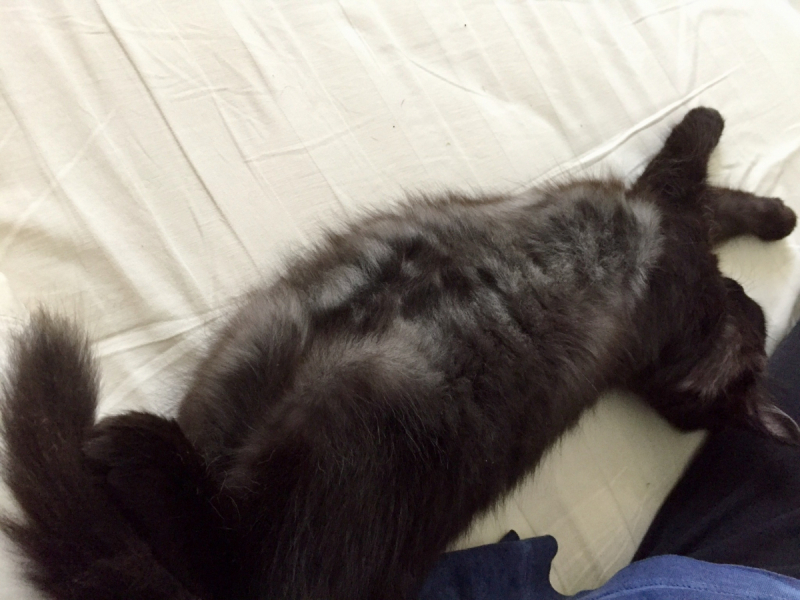 Кошки в нашей жизни. Кошки и все, что с ними связано.