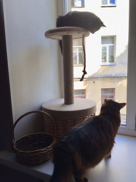 Кошки в нашей жизни. Кошки и все, что с ними связано.