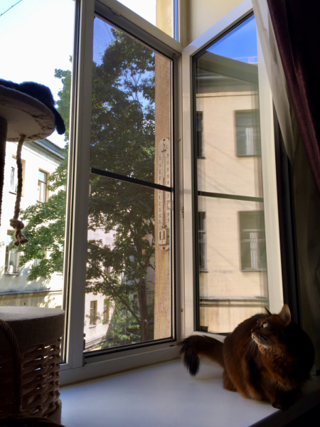 Кошки в нашей жизни. Кошки и все, что с ними связано.