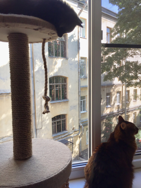 Кошки в нашей жизни. Кошки и все, что с ними связано.