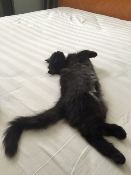 Кошки в нашей жизни. Кошки и все, что с ними связано.