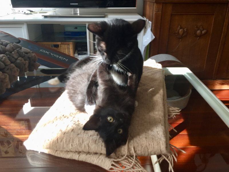 Кошки в нашей жизни. Кошки и все, что с ними связано.