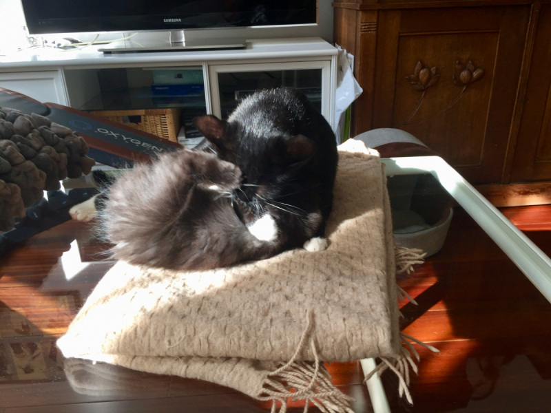 Кошки в нашей жизни. Кошки и все, что с ними связано.