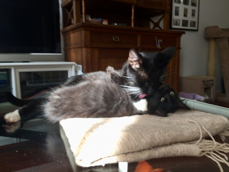 Кошки в нашей жизни. Кошки и все, что с ними связано.