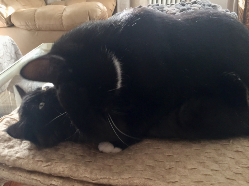 Кошки в нашей жизни. Кошки и все, что с ними связано.