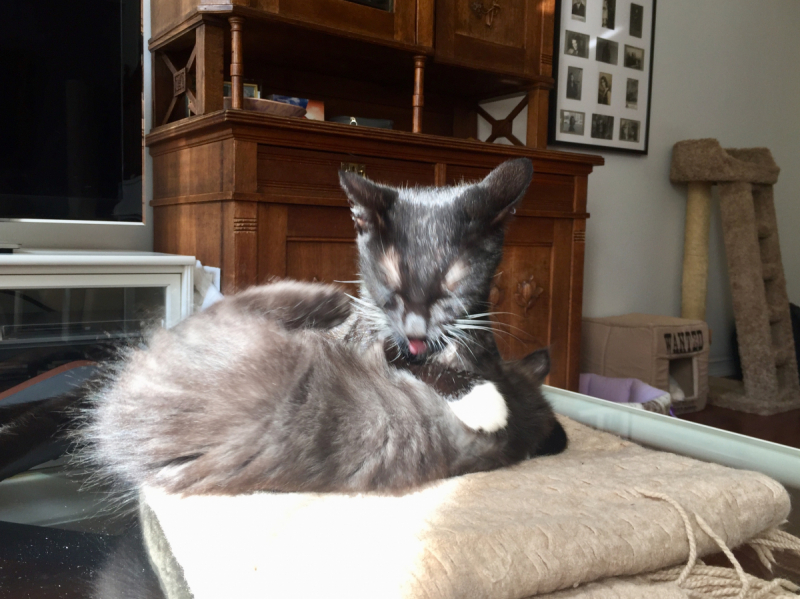 Кошки в нашей жизни. Кошки и все, что с ними связано.