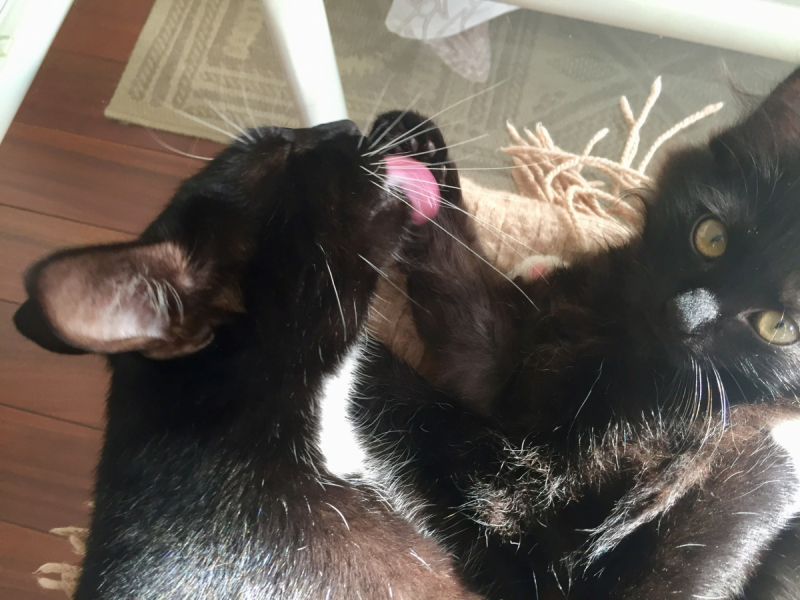 Кошки в нашей жизни. Кошки и все, что с ними связано.