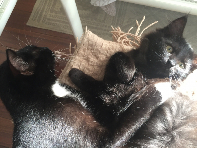 Кошки в нашей жизни. Кошки и все, что с ними связано.