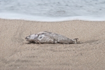 Бали (сёрф) - НГ2011 - Ломбок (треккенг на вулкан) - Гили