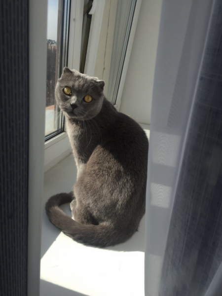 Кошки в нашей жизни. Кошки и все, что с ними связано.