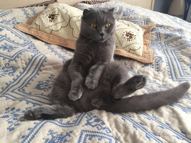 Кошки в нашей жизни. Кошки и все, что с ними связано.