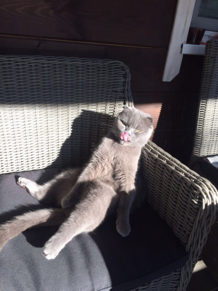 Кошки в нашей жизни. Кошки и все, что с ними связано.