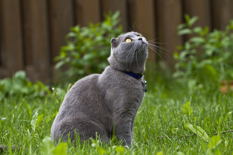 Кошки в нашей жизни. Кошки и все, что с ними связано.