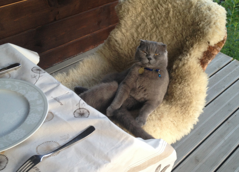 Кошки в нашей жизни. Кошки и все, что с ними связано.