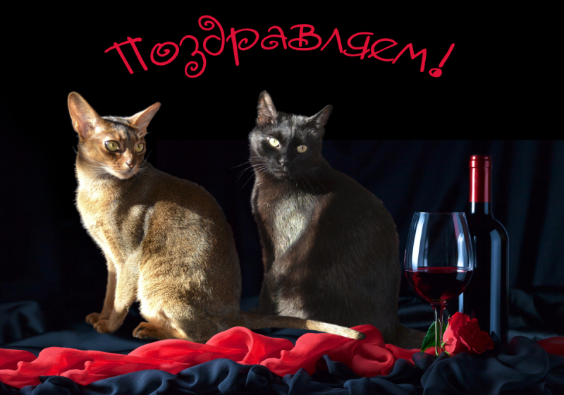 Кошки в нашей жизни. Кошки и все, что с ними связано.