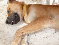 Первый раз за границу:  БКК -Самуи на месяц авг-сент 2011