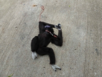 Первый раз за границу:  БКК -Самуи на месяц авг-сент 2011