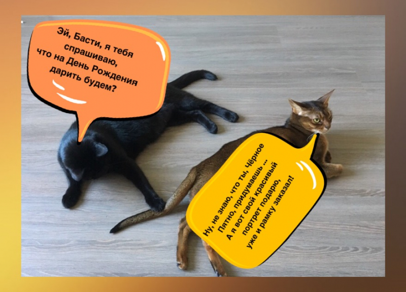 Кошки в нашей жизни. Кошки и все, что с ними связано.