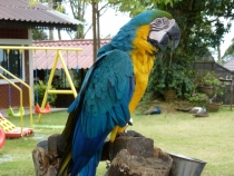 Первый раз за границу:  БКК -Самуи на месяц авг-сент 2011