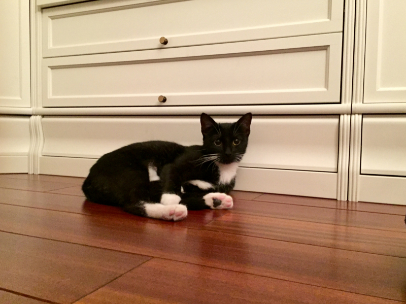 Кошки в нашей жизни. Кошки и все, что с ними связано.