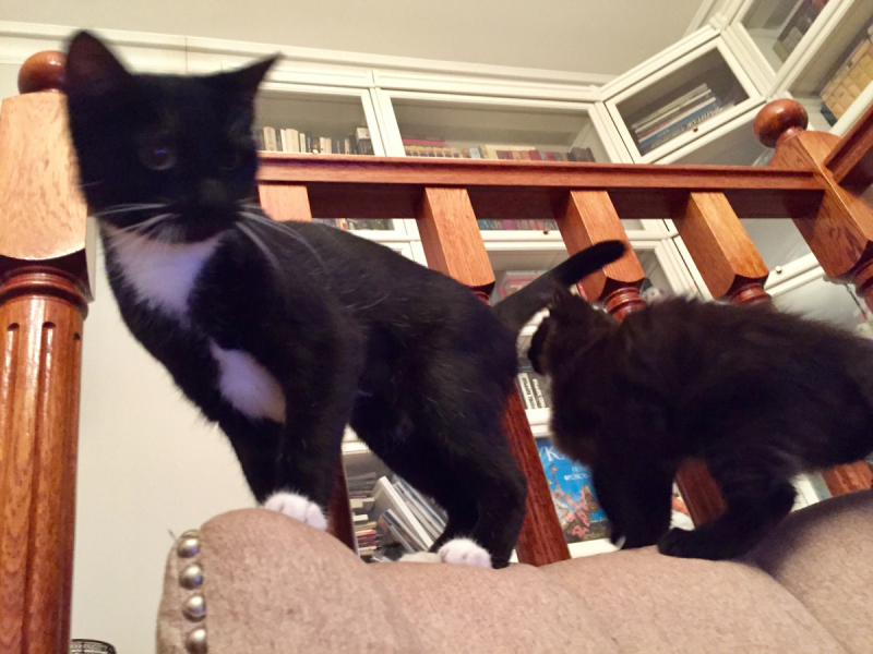 Кошки в нашей жизни. Кошки и все, что с ними связано.