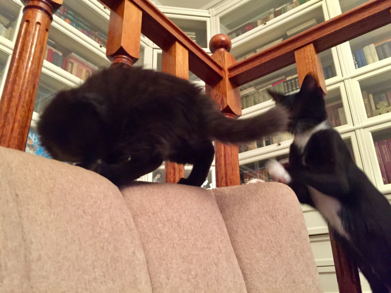 Кошки в нашей жизни. Кошки и все, что с ними связано.