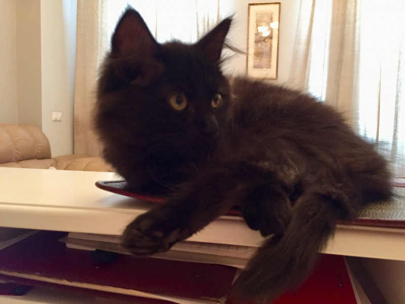 Кошки в нашей жизни. Кошки и все, что с ними связано.