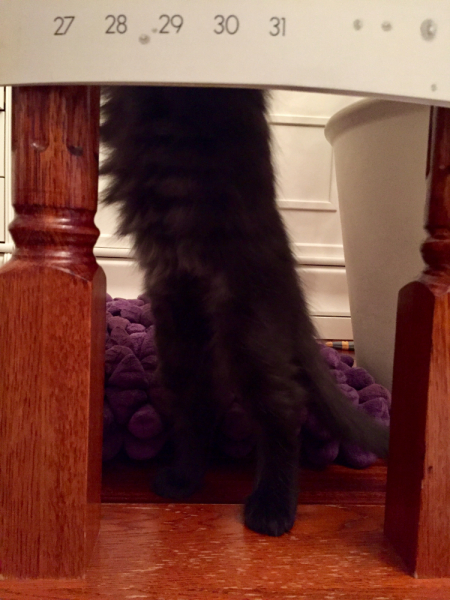 Кошки в нашей жизни. Кошки и все, что с ними связано.