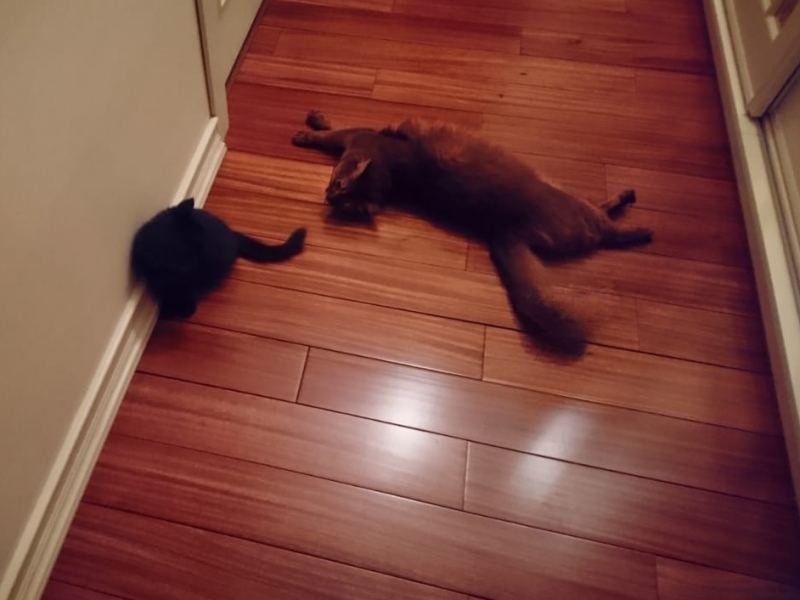 Кошки в нашей жизни. Кошки и все, что с ними связано.