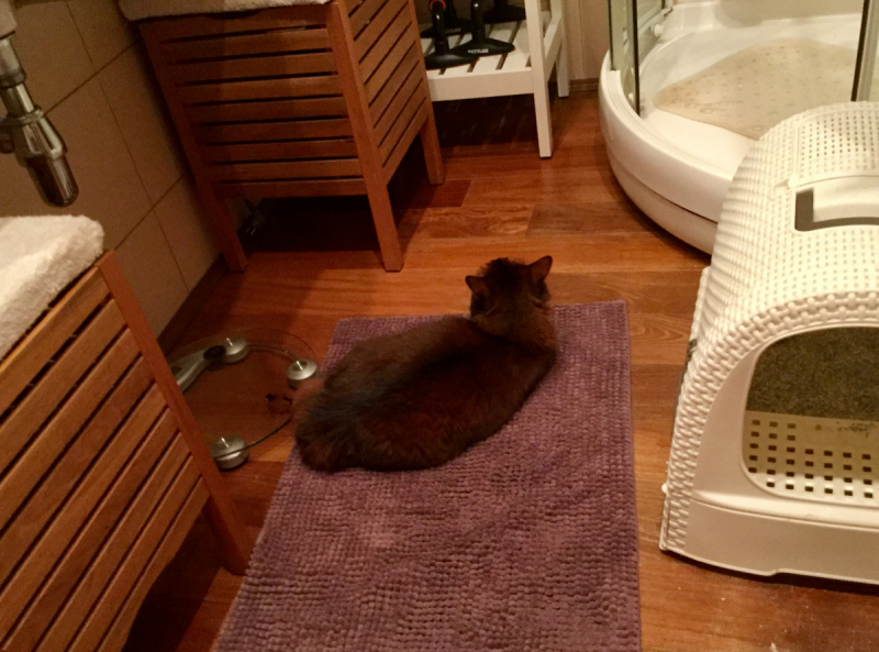 Кошки в нашей жизни. Кошки и все, что с ними связано.