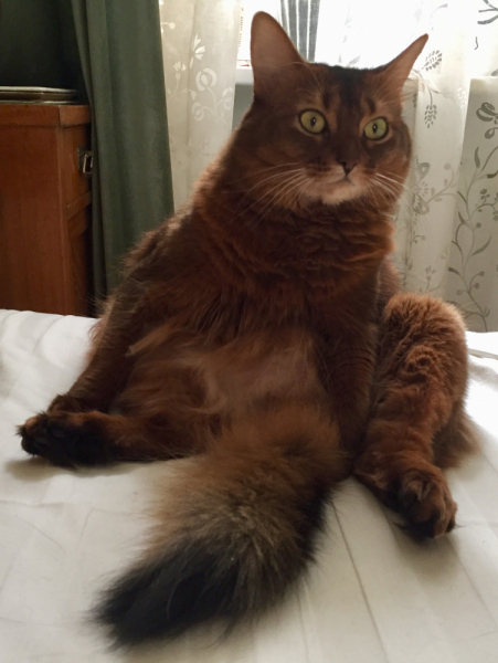 Кошки в нашей жизни. Кошки и все, что с ними связано.