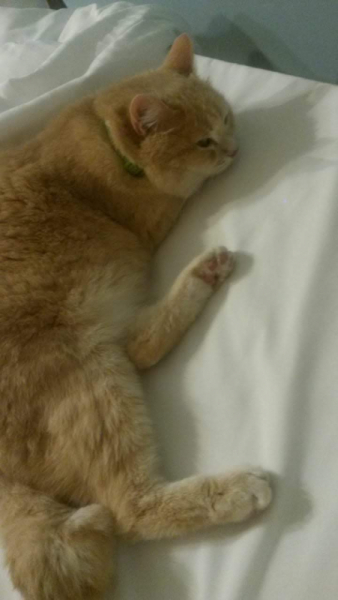 Кошки в нашей жизни. Кошки и все, что с ними связано.