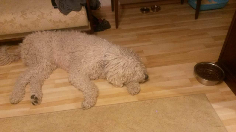 Кошки в нашей жизни. Кошки и все, что с ними связано.