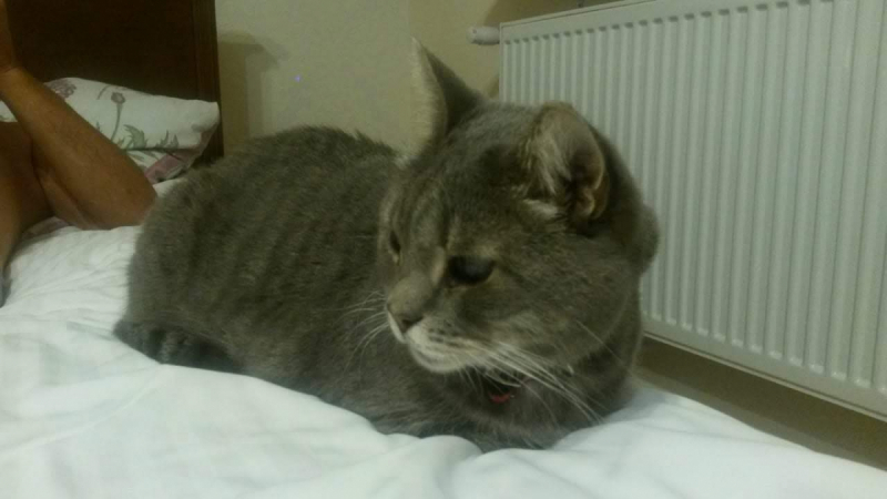 Кошки в нашей жизни. Кошки и все, что с ними связано.