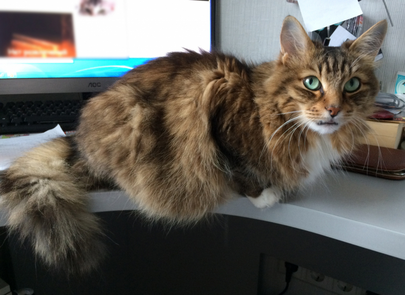 Кошки в нашей жизни. Кошки и все, что с ними связано.