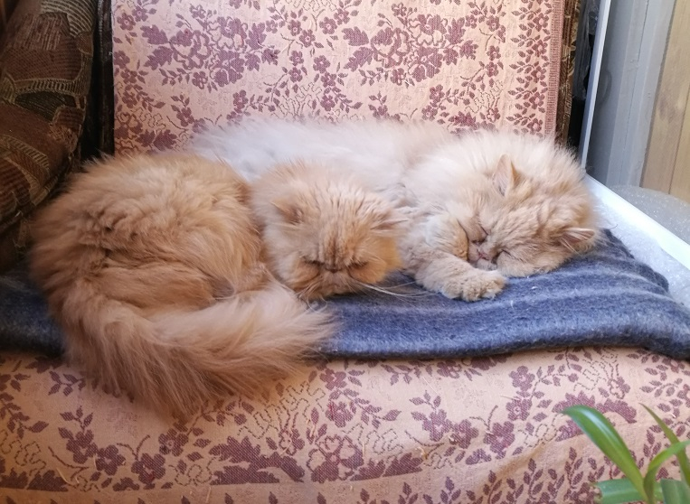 Кошки в нашей жизни. Кошки и все, что с ними связано.