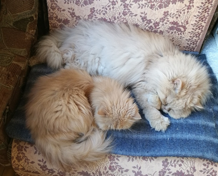 Кошки в нашей жизни. Кошки и все, что с ними связано.