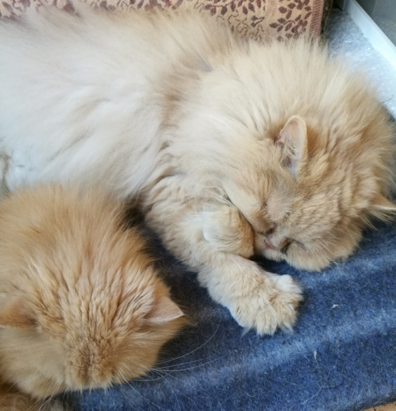 Кошки в нашей жизни. Кошки и все, что с ними связано.