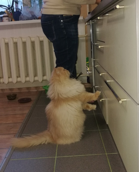 Кошки в нашей жизни. Кошки и все, что с ними связано.