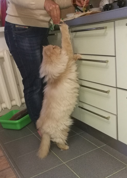 Кошки в нашей жизни. Кошки и все, что с ними связано.