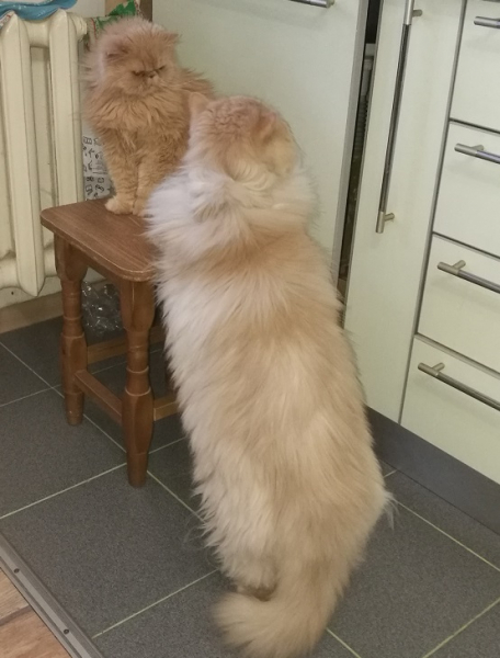 Кошки в нашей жизни. Кошки и все, что с ними связано.