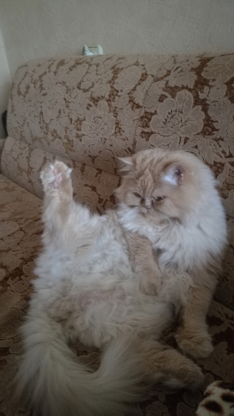 Кошки в нашей жизни. Кошки и все, что с ними связано.