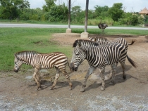 Первый раз за границу:  БКК -Самуи на месяц авг-сент 2011