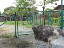 Первый раз за границу:  БКК -Самуи на месяц авг-сент 2011