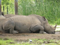 Первый раз за границу:  БКК -Самуи на месяц авг-сент 2011